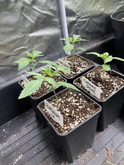 Gas Cream Runtz (LIT FARMS). Week 2