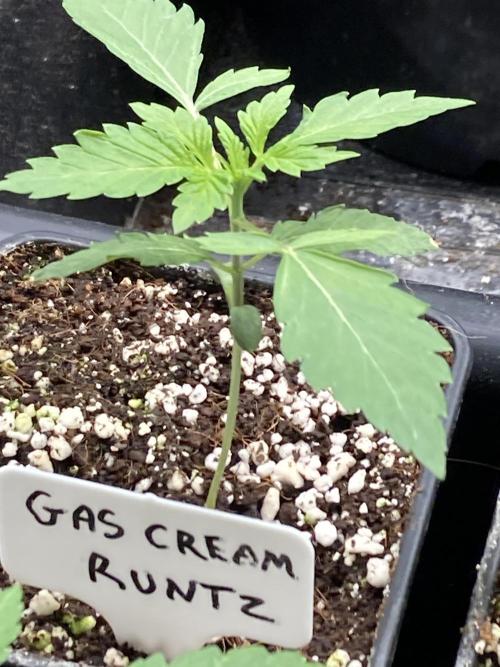 Gas Cream Runtz (LIT FARMS). Week 2