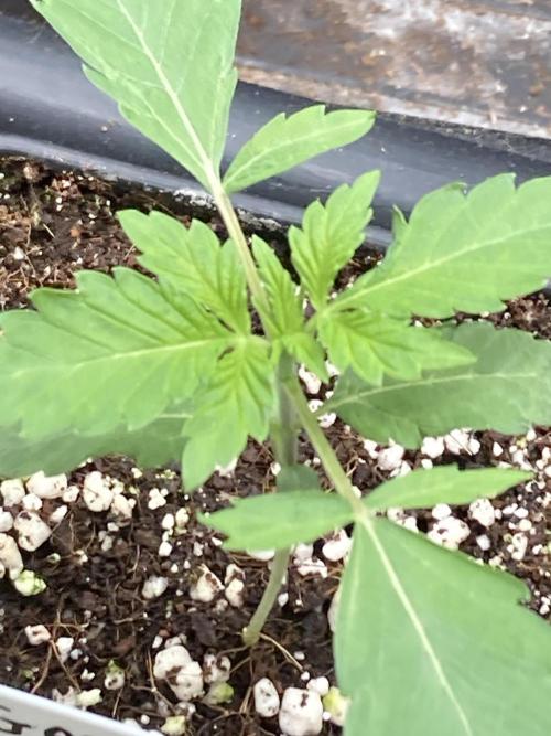 Gas Cream Runtz (LIT FARMS). Week 2