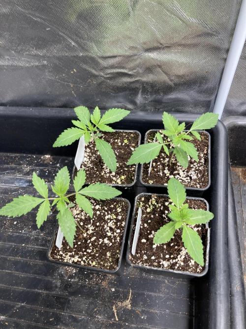 Gas Cream Runtz (LIT FARMS). Week 2
