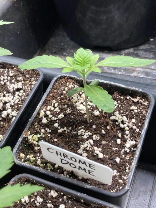 Chrome Dome (Compound Genetics). Week 2