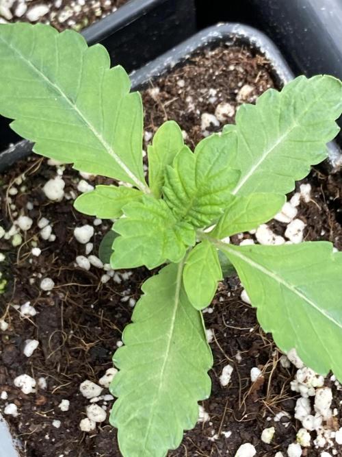 Chrome Dome (Compound Genetics). Week 2