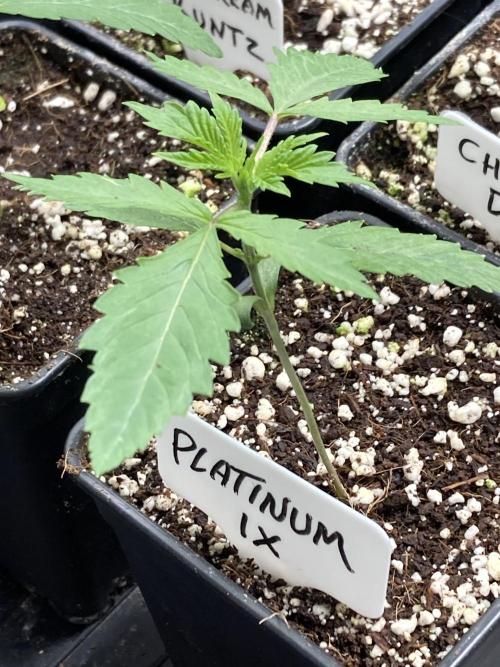 Platinum IX (In House Genetics). Week 2