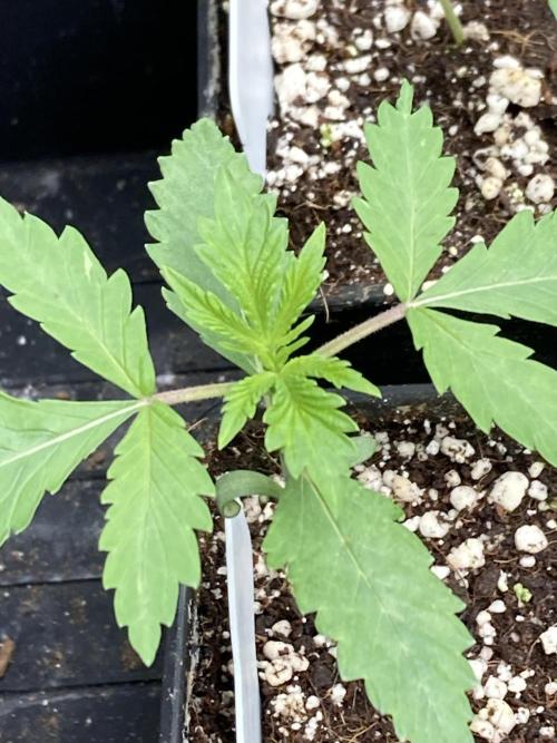 Platinum IX (In House Genetics). Week 2