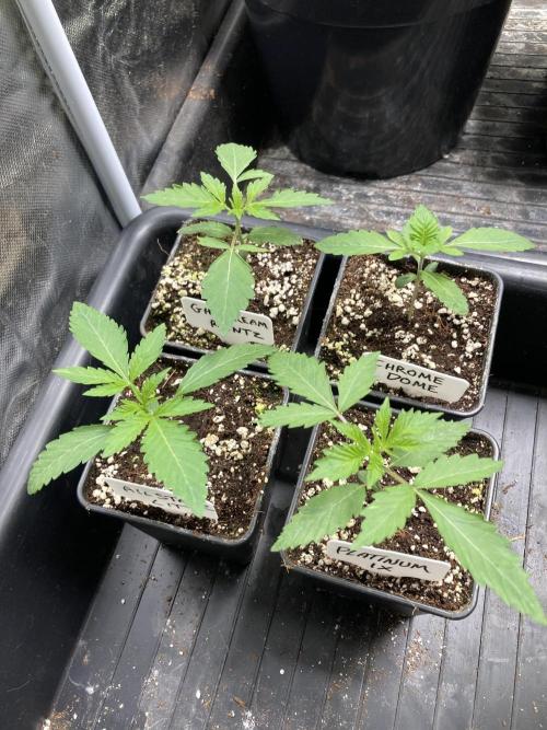 All Starz (LIT FARMS). Week 2