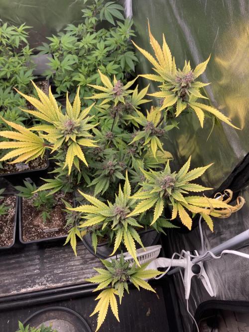 Getting Frosty with the Boys. Week 12