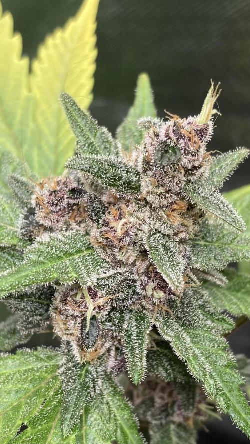 Getting Frosty with the Boys. Week 12