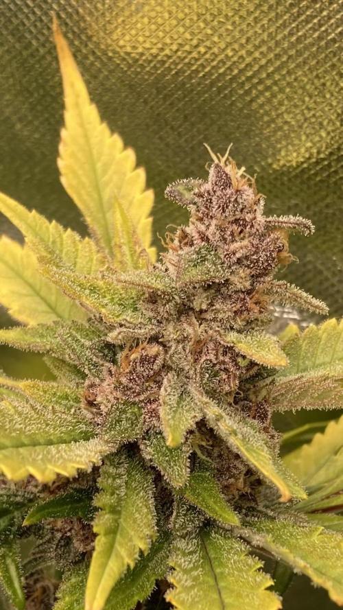 Getting Frosty with the Boys. Week 12