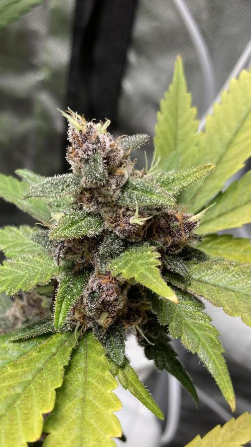 Getting Frosty with the Boys. Week 12