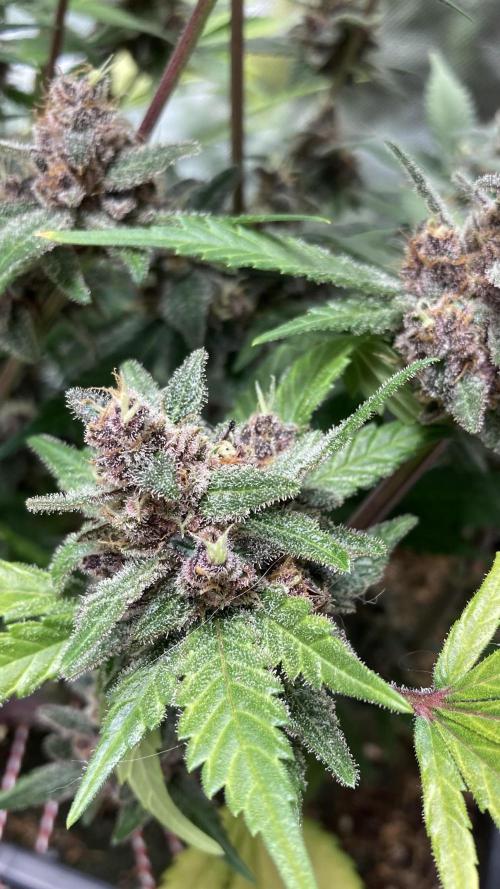 Getting Frosty with the Boys. Week 12