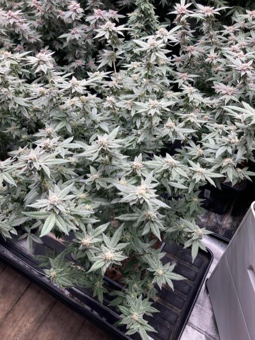 Glazed Pastries#3 (In House Genetics). Week 7