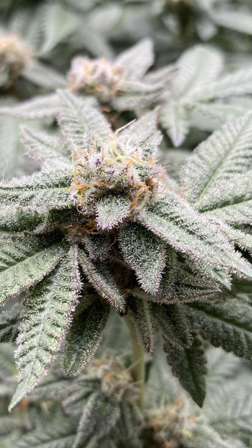 Glazed Pastries#3 (In House Genetics). Week 7