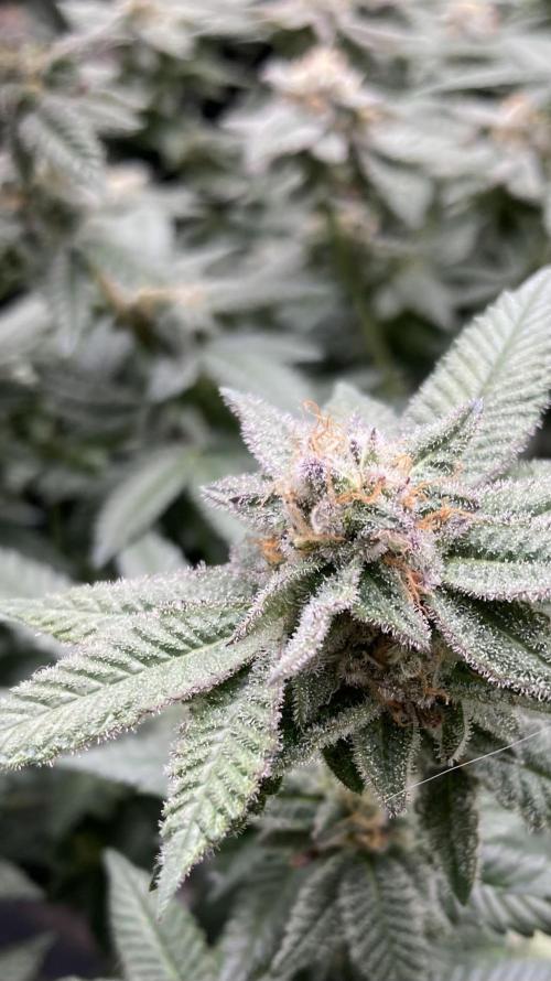 Glazed Pastries#3 (In House Genetics). Week 7