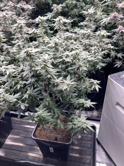 Glazed Pastries#3 (In House Genetics). Week 7