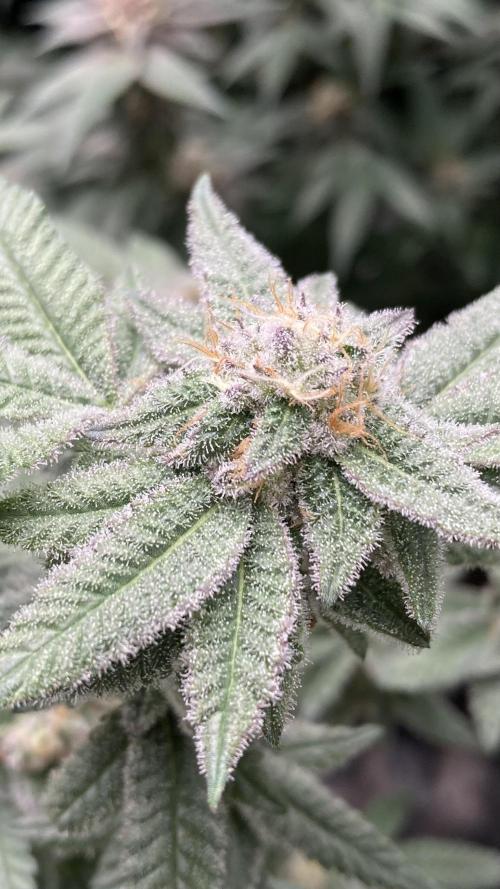 Glazed Pastries#3 (In House Genetics). Week 7