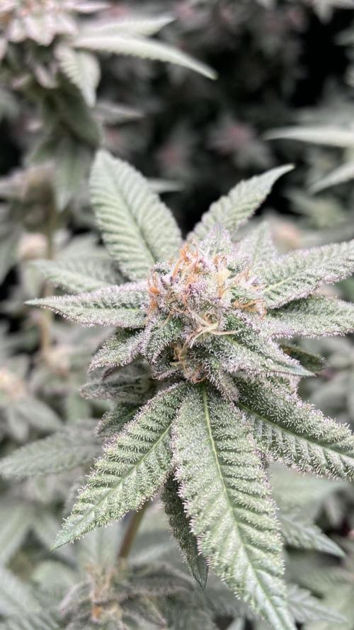 Glazed Pastries#3 (In House Genetics). Week 7