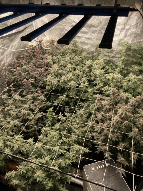 Glazed Pastries#3 (In House Genetics). Week 7