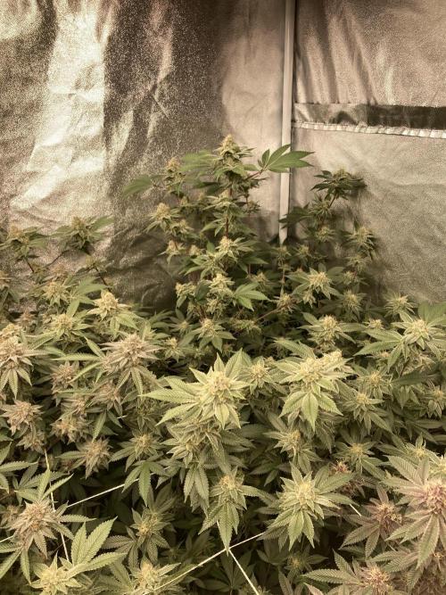 PLATINUMZ#2 (In House Genetics). Week 7