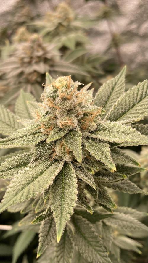 PLATINUMZ#2 (In House Genetics). Week 7