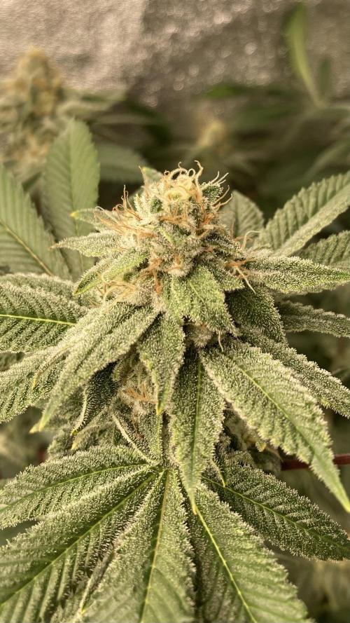 PLATINUMZ#2 (In House Genetics). Week 7