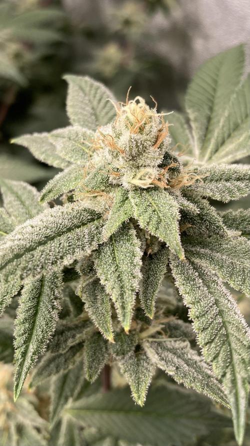 PLATINUMZ#2 (In House Genetics). Week 7