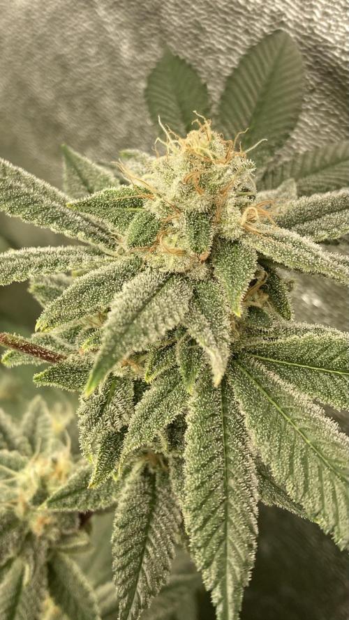 PLATINUMZ#2 (In House Genetics). Week 7