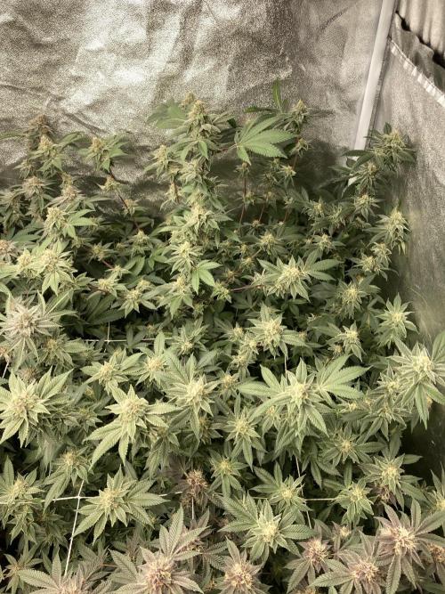 PLATINUMZ#2 (In House Genetics). Week 7