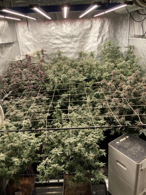 Colorado Nightshifter (Relentless). Week 23