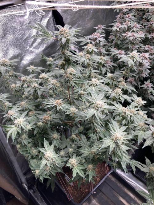 Colorado Nightshifter (Relentless). Week 23