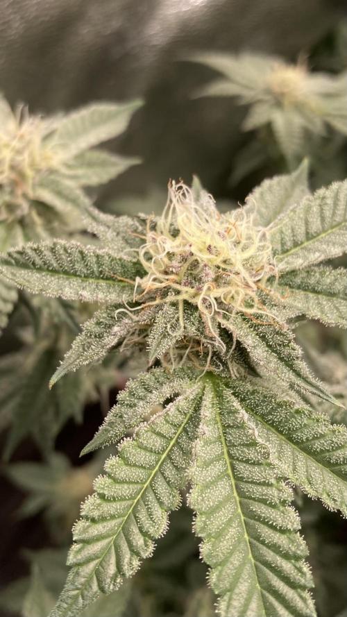 Colorado Nightshifter (Relentless). Week 23