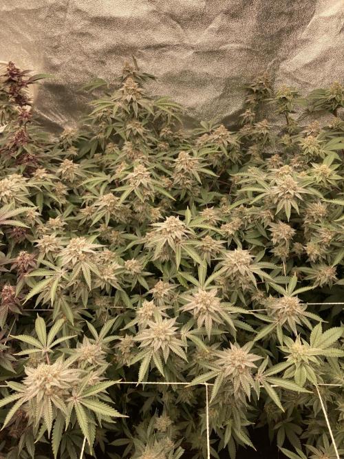 Colorado Nightshifter (Relentless). Week 23