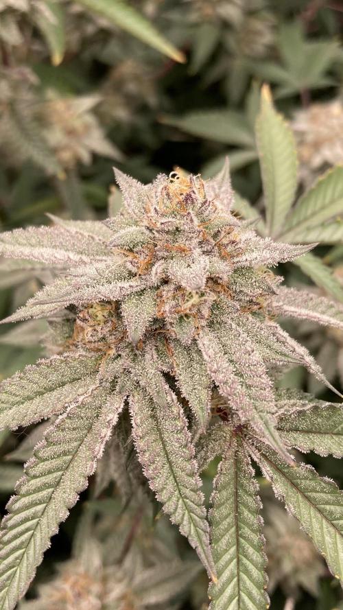 Colorado Nightshifter (Relentless). Week 23