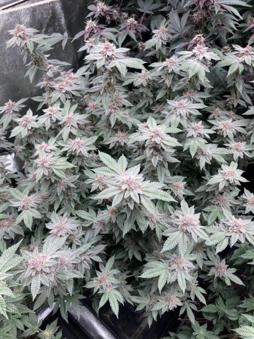 Colorado Nightshifter (Relentless). Week 23