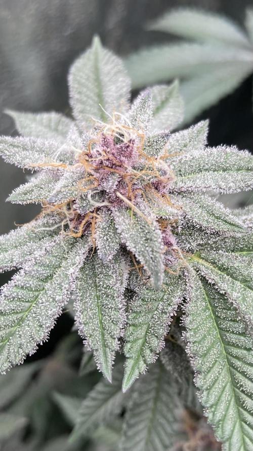 Colorado Nightshifter (Relentless). Week 23