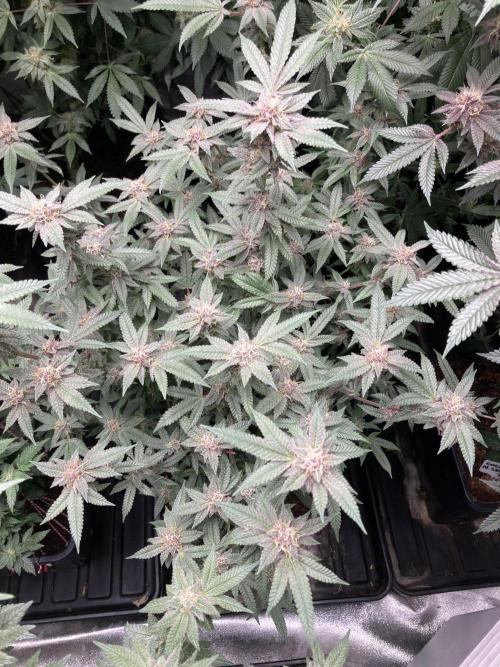 Colorado Nightshifter (Relentless). Week 23