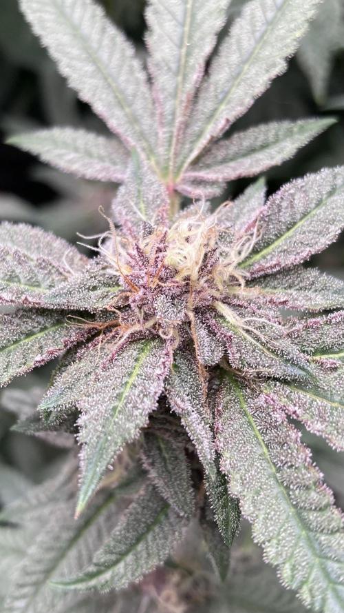 Colorado Nightshifter (Relentless). Week 23