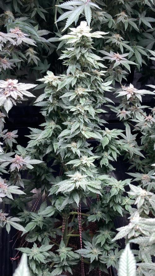 Colorado Nightshifter (Relentless). Week 23