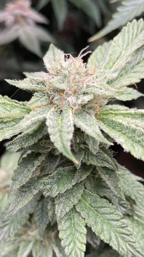 Colorado Nightshifter (Relentless). Week 23