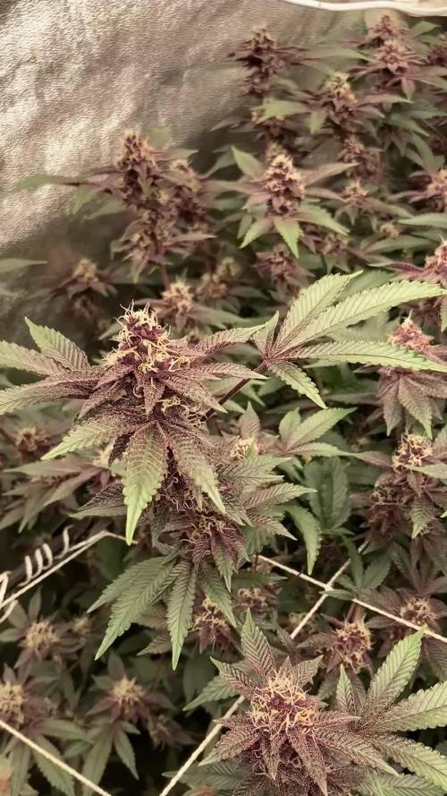 Colorado Nightshifter (Relentless)