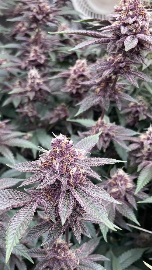 Colorado Nightshifter (Relentless). Week 23