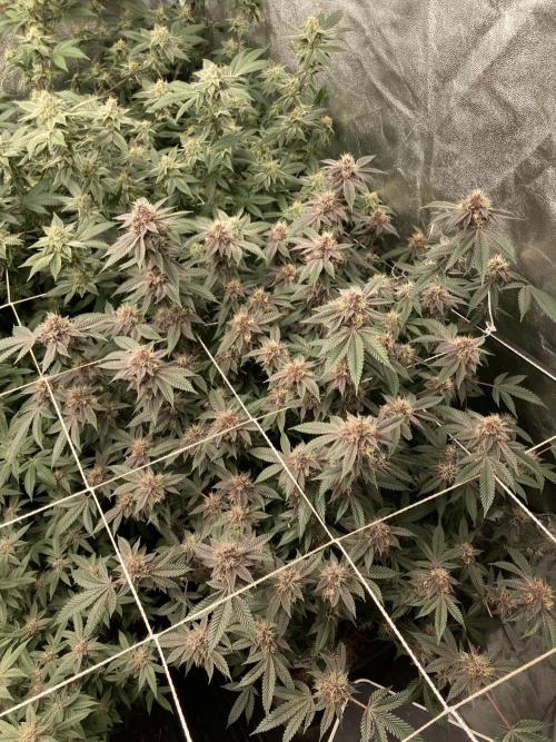 Colorado Nightshifter (Relentless). Week 23