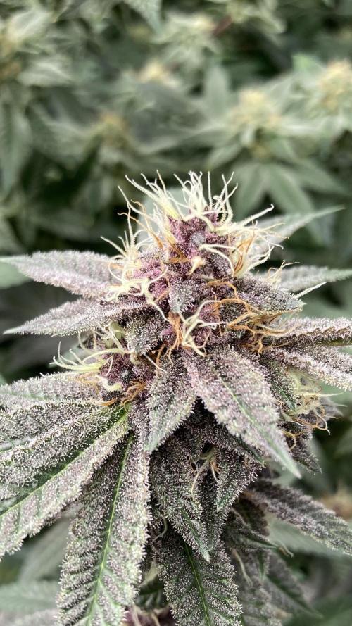 Colorado Nightshifter (Relentless). Week 23