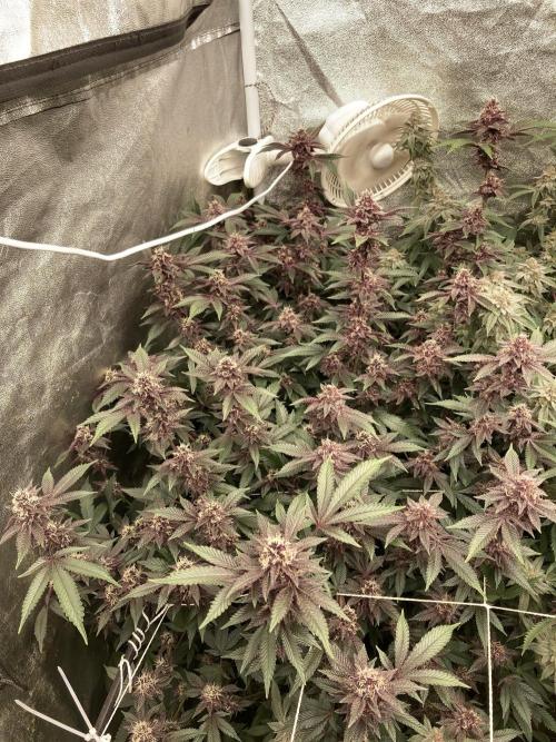 Colorado Nightshifter (Relentless). Week 23