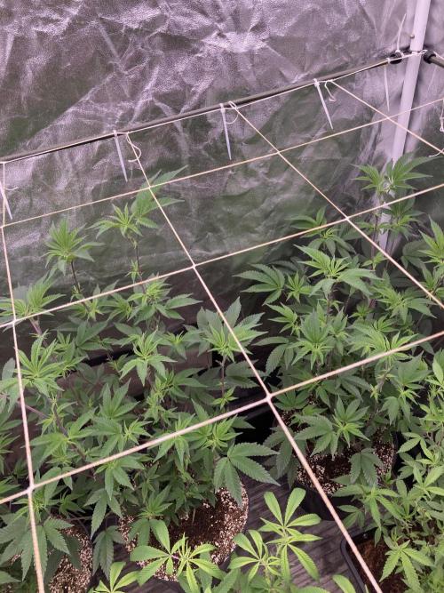 Animorph Mints ‘My Keeper Cut’. Week 2