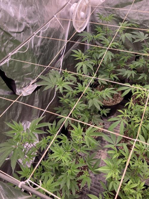 Animorph Mints ‘My Keeper Cut’. Week 2