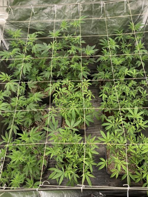 Animorph Mints ‘My Keeper Cut’. Week 2