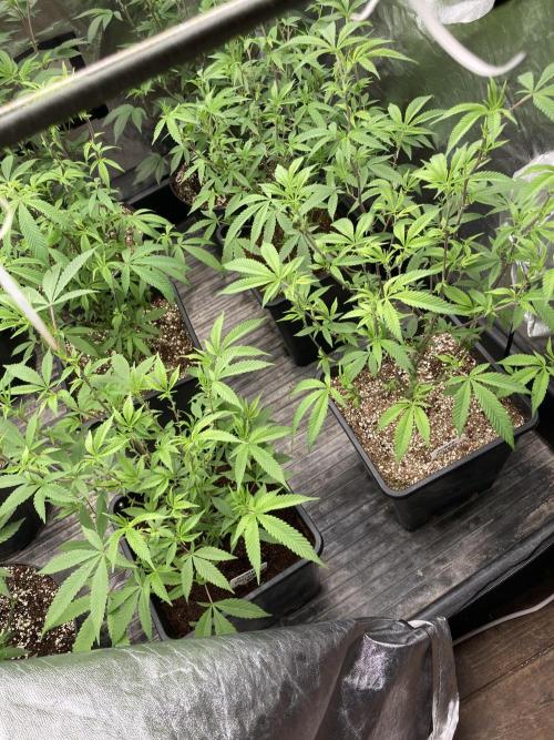 Glazed Pastries Clones (In House Gen). Week 2