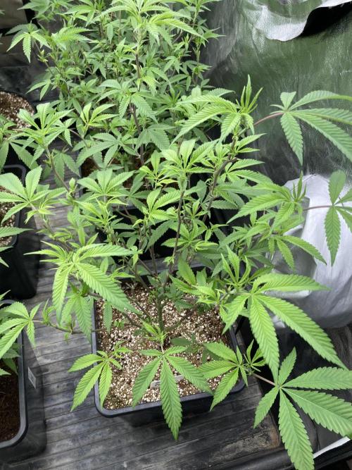 Glazed Pastries Clones (In House Gen). Week 2