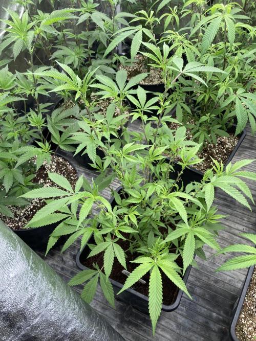 Glazed Pastries Clones (In House Gen). Week 2