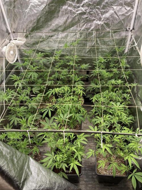 Pink Runtz x Hollywood Clones (Cookies). Week 2